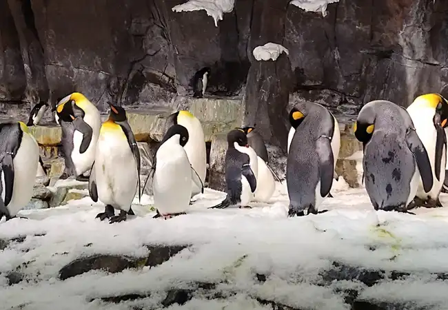 Antarctica: Empire Of The Penguin