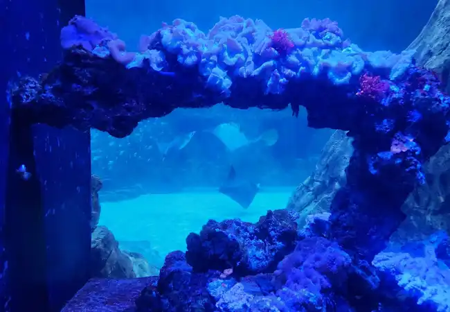 Manta