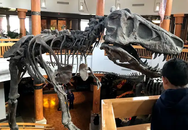 Raptor Encounter