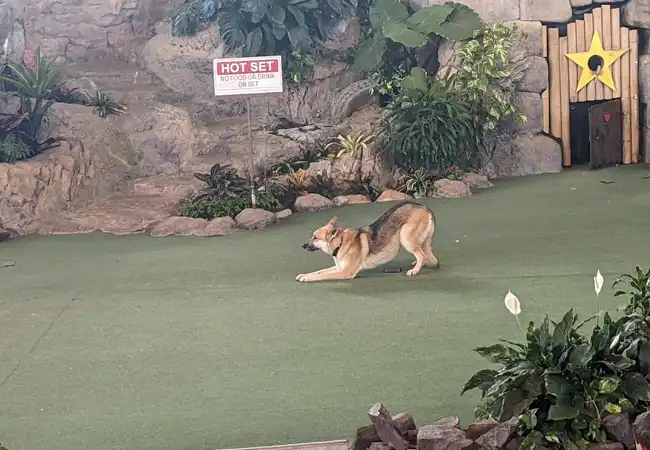 Animal Actors