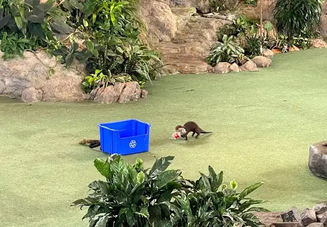 Animal Actors