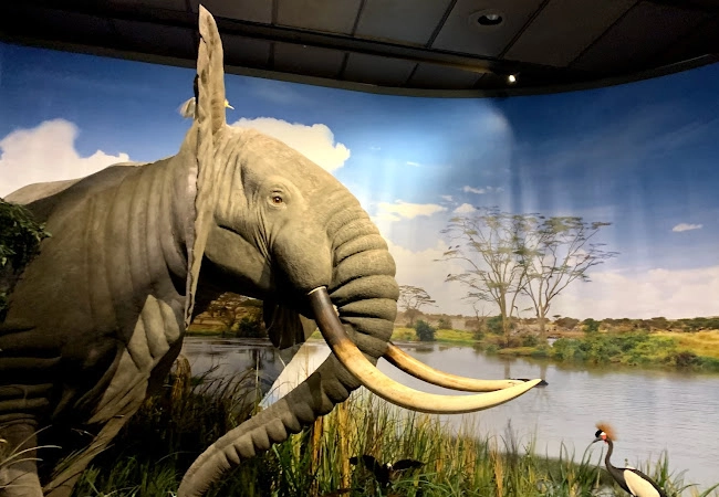 Houston Museum of Natural Science