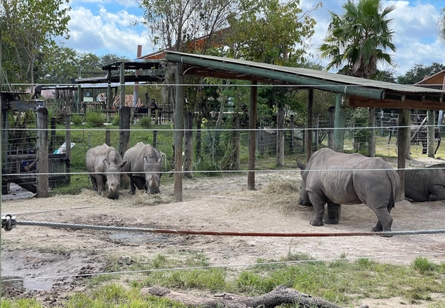 Zoo Tampa