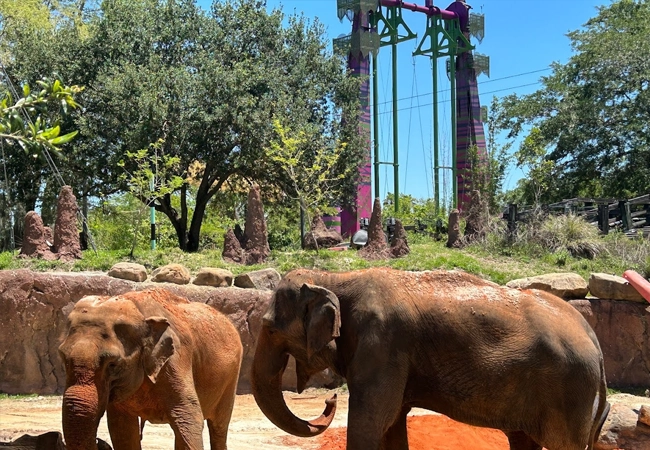 Busch Gardens