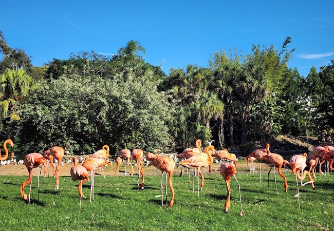 Busch Gardens